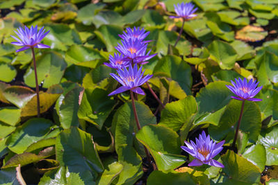 Close-up of purple flowering plants