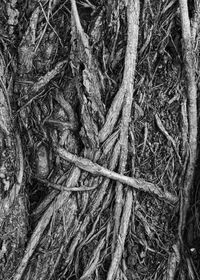 Full frame shot of tree roots