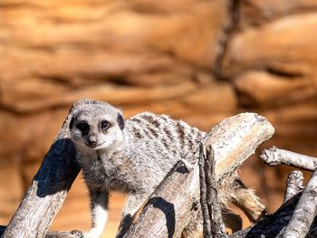 Close-up of an animal