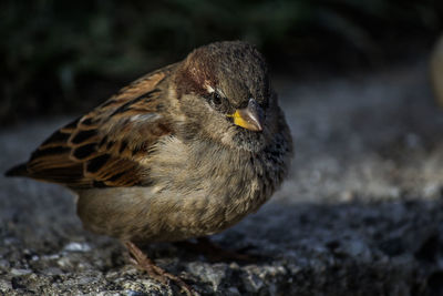 Close-up of a bird