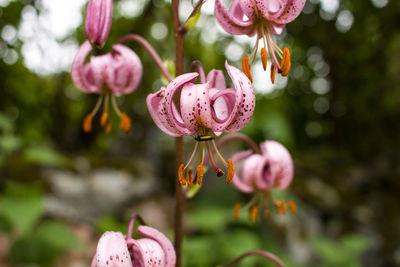 Close-up of bee on pink flowers