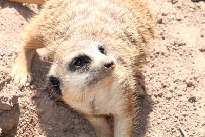 meerkat