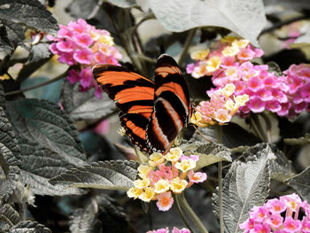 High angle view of butterfly on pink flowers