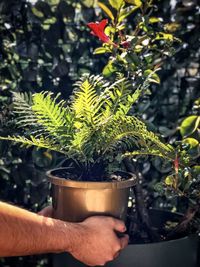 Close-up of hand holding potted fern plant