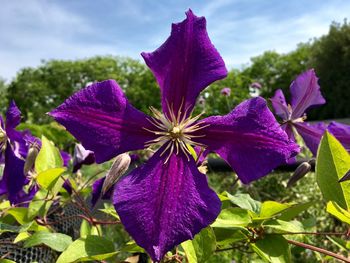 Close-up of purple flowering plants