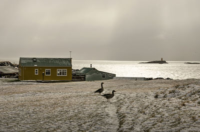 Dramatic sky over a single house by the sea in a snow-covered field with two geese