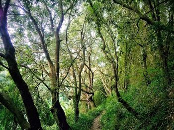 Trees in forest