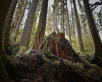 Low angle view of trees in forest