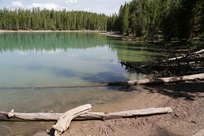 Scenic view of lake in forest