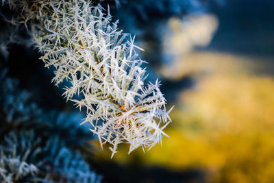 Close-up of frozen plant