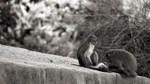 Monkeys on railing