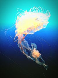 Close-up of fish underwater