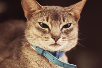 Close-up portrait of cat