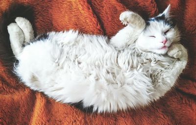 Directly above view of white cat sleeping on blanket