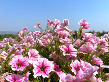 Close-up of pink flowering plants against sky