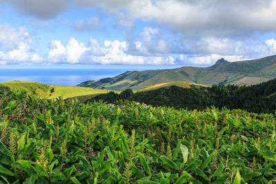 Scenic view of landscape against sky