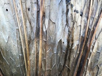 Full frame shot of tree trunk