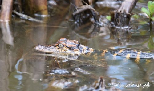 Close-up of turtle swimming in lake