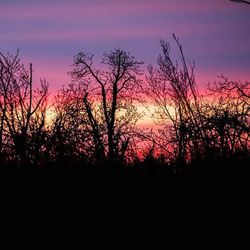 Silhouette of trees at sunset