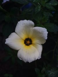 Close-up of white flower