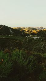 Scenic view of grassy field against sky