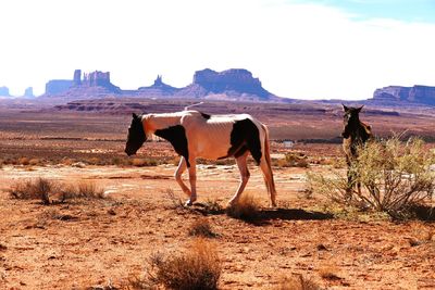 Horses standing in a field