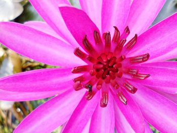 Macro shot of pink flower blooming outdoors