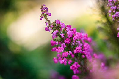 Close-up of pink flowering plant