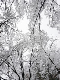 Low angle view of bare trees against sky