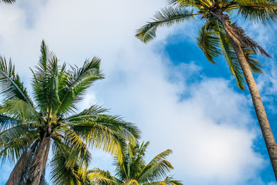 Low angle view of palm trees against sky