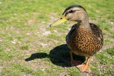 Close-up of duck on field