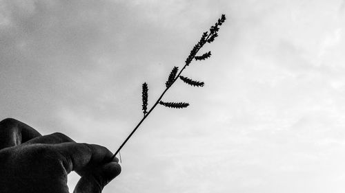 Low angle view of hand holding plant against sky