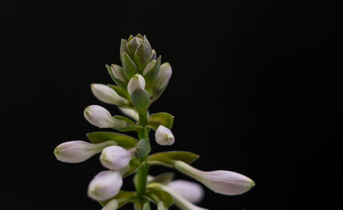 Studio shot of flower buds in bloom