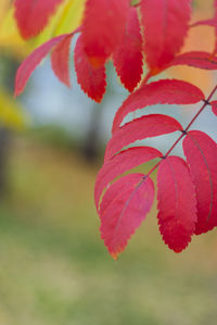 Autumn red leaves of rowan tree