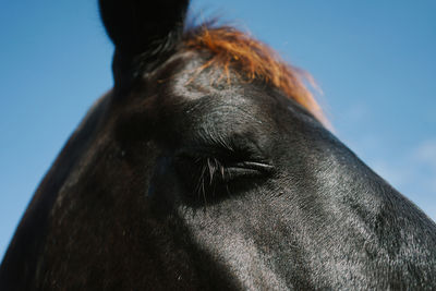 Close-up of horse