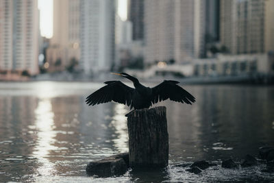 Bird flying over wooden post