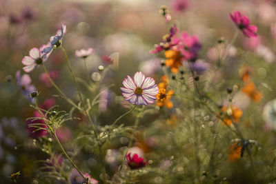 Close-up of purple flowering plant on field