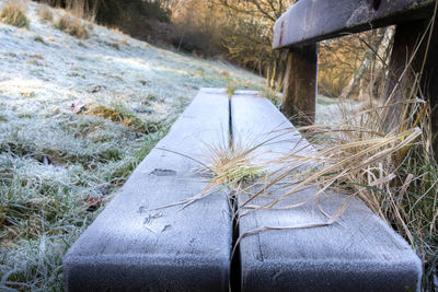 Close-up of grass by water