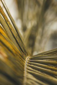 Detail shot of palm leaf
