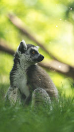 Lemur sitting on the grass