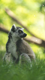 Close-up of an animal