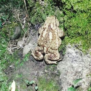 High angle view of lizard on rock