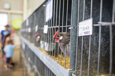 Hens in cages in farmhouse 