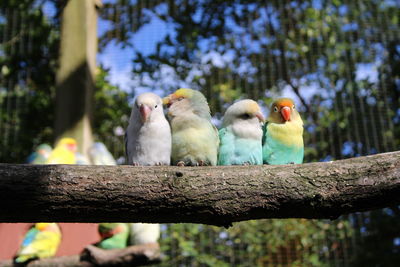 Flock of birds perching on branch