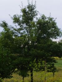 Trees in forest against sky