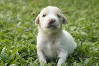 Close-up of a dog on field