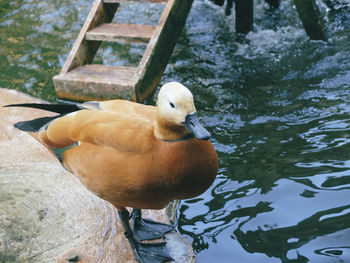 Close-up of bird perching on lake