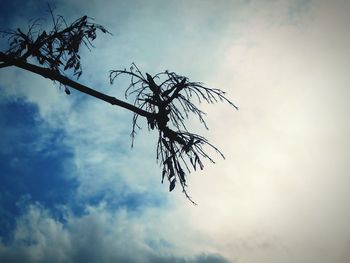 Low angle view of bare tree against sky