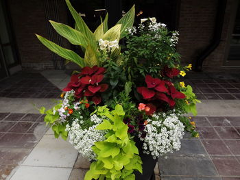 Close-up of potted plant