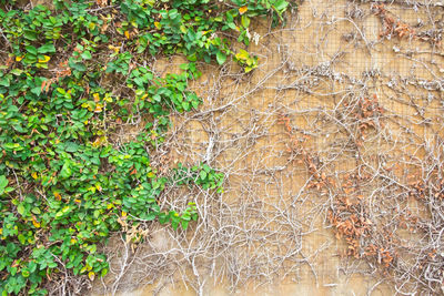 Leaves growing on wall